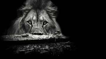 Lion hiding behind a tree